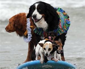 Cute Dogs On The Waves – The True Surfer Kings!