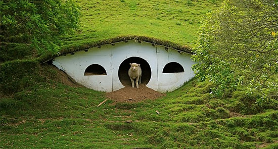 Hobbiton Once Again Populated… By Sheep!