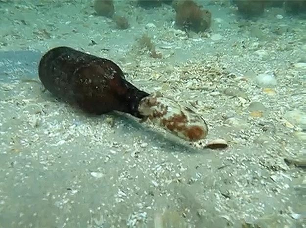 The Octopus That Lives In A Beer Bottle