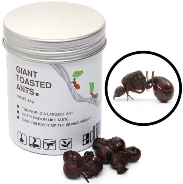 Hungry? Try Edible Giant Toasted Ants!
