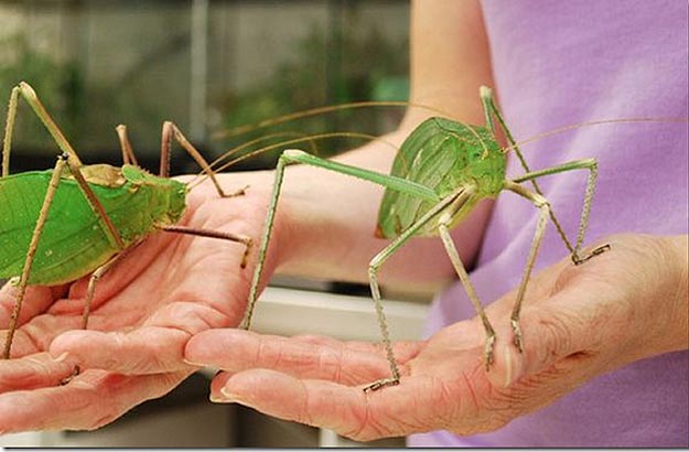The World’s 8 Biggest Baddest Fugliest Bugs