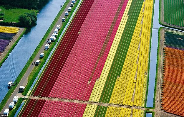 Tulipmania: An Inspiring Field Of 3 Billion Tulips