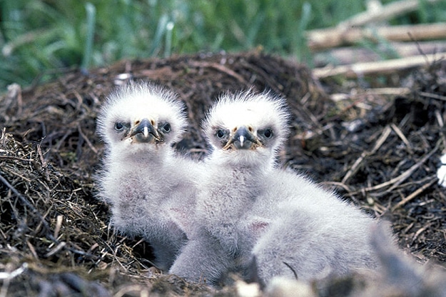 This Family Of Bald Eagles Is An Internet Sensation