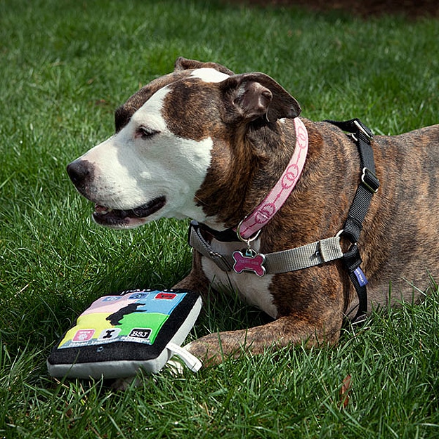 iPaw’d: The iPad Made For Tech Savvy Dogs