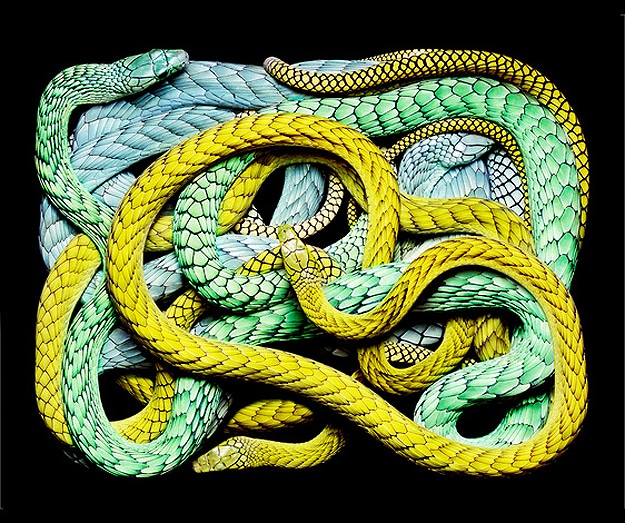 Photography: The Most Beautiful Snakes In The World