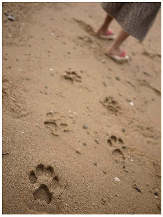 Have Fun Making Pawprints In The Sand