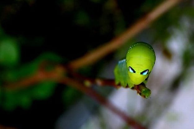 10 Insects That Look Like Aliens