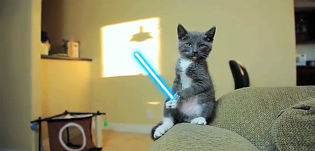 Jedi Cats: Perfectly Normal Cat Behavior [Video]