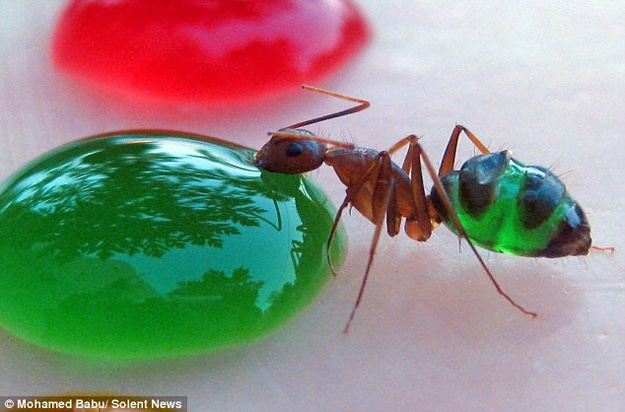 Science: Beautiful Rainbow Colored Ant Stomachs
