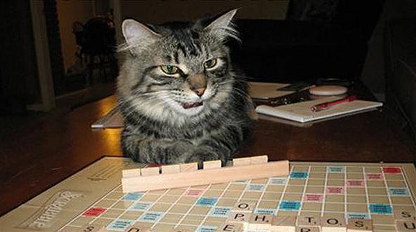 Cats That Play Scrabble [10 Pics]