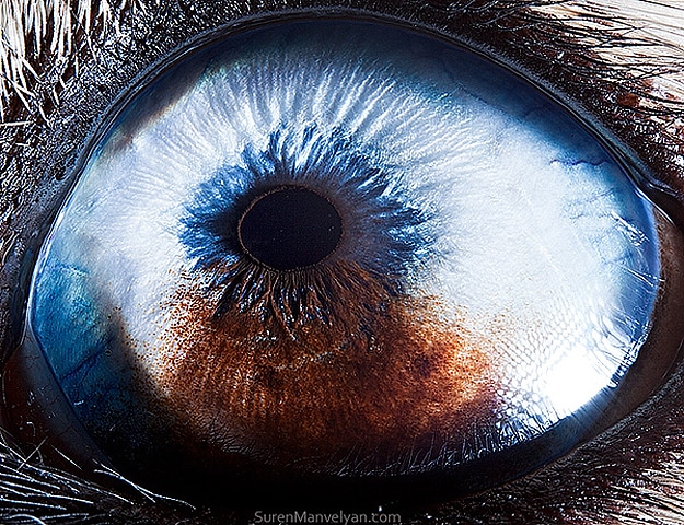 Miracle Of Nature: Close Up Photographs Of Animal Eyes