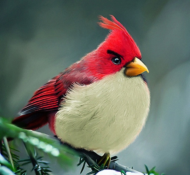 Illustration: IRL Angry Birds Right In Your Own Backyard