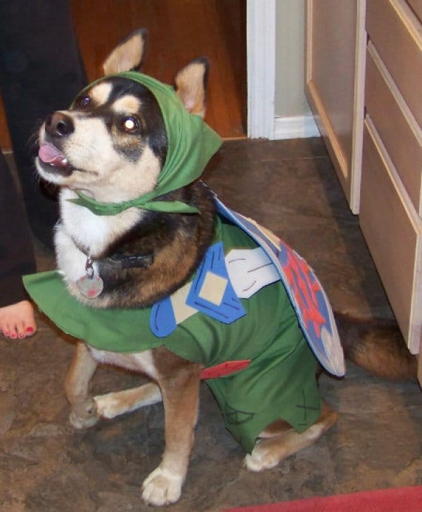 Creative Dog Costumes: When Cosplay Isn’t Just For Humans