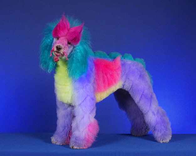 Creative Poodle Art: An Extreme Form Of Dog Grooming