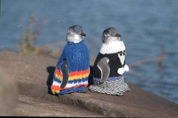 Sweaters For Penguins: The World Responds To An Urgent Call