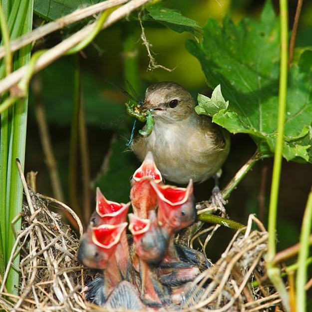Mama Birds Feeding Baby Birds: 8 Heart Warming Photos