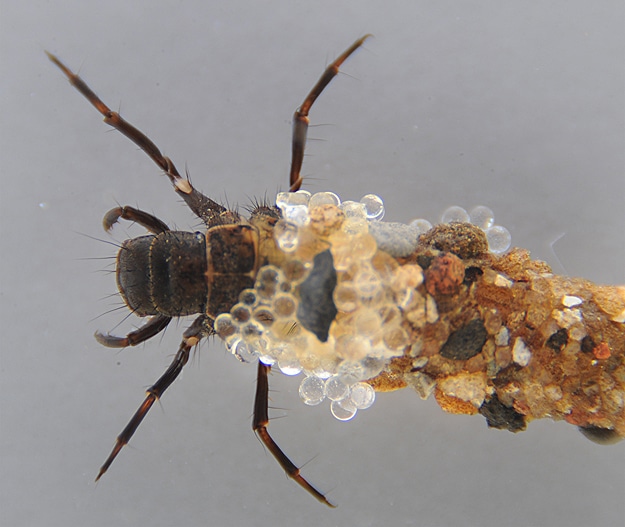 Bling From Bugs: Caddisflies Are Natural Designers