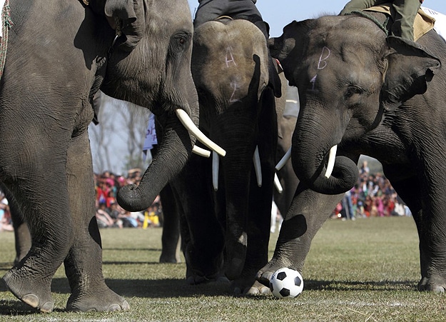 Elephants Play Soccer & Enter Beauty Pageant In Nepal
