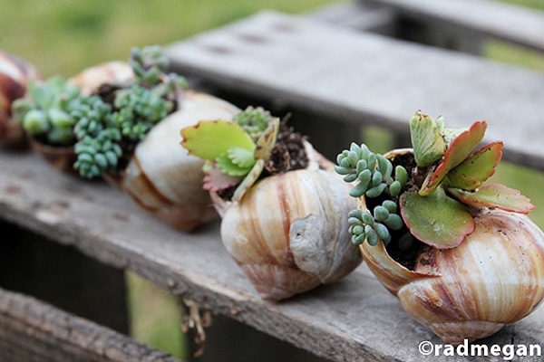 DIY Mini Gardens That Grow Inside Your Favorite Seashells
