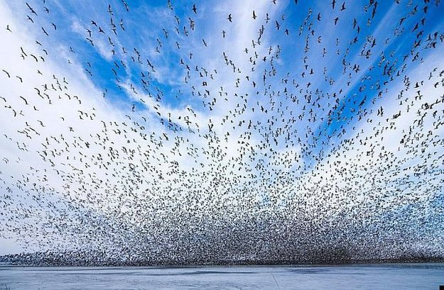 Swarm: Amazing Video Of Birds In Flight