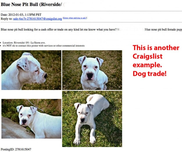 Animal Lovers: Be Careful & Aware When Using Craigslist