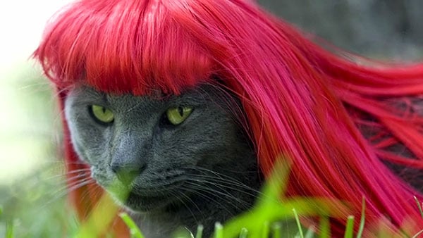 Cat Wigs: For Cat Lovers Who’ve Officially Gone Nuts