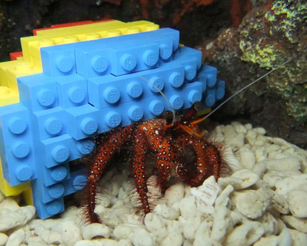 Hermit Crab Ditches Shell For A Lego Shell