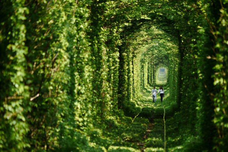 The Leafy Tunnel Of Love: A Natural Beauty You Have To See