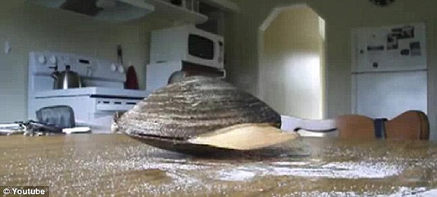 It Turns Out Clams Don’t Like Salt After All [Viral Video]