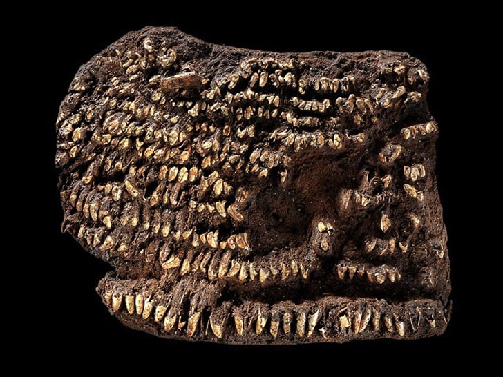 World’s Oldest Handbag: Decorated With Teeth Instead Of Diamonds