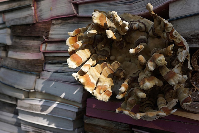 Unusual Book Art: A Display Of Rotting, Decomposing Books