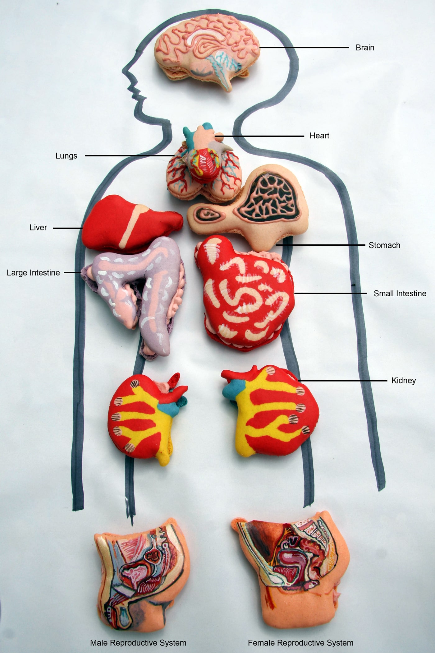 Anatomically Correct Human Organ Pastries & Chocolate Teeth