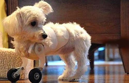 Your Daily Cute: The Adorable Puppy With Bionic Front Legs