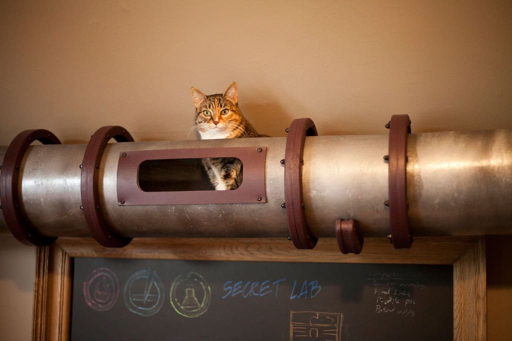 Creative Cat Transportation System For Your Home Office