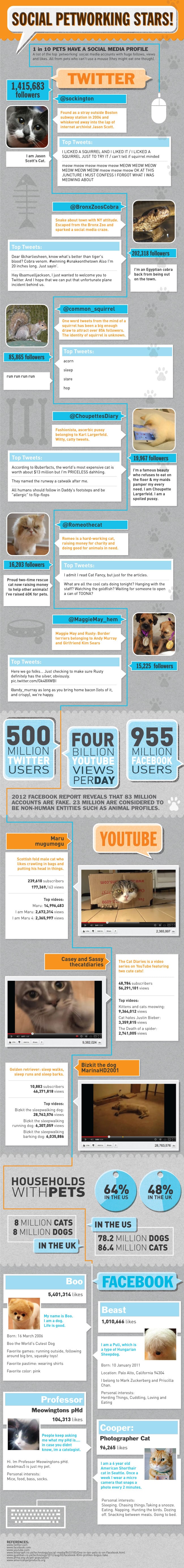 Pets Who Are Famous On Twitter, Facebook & YouTube [Infographic]