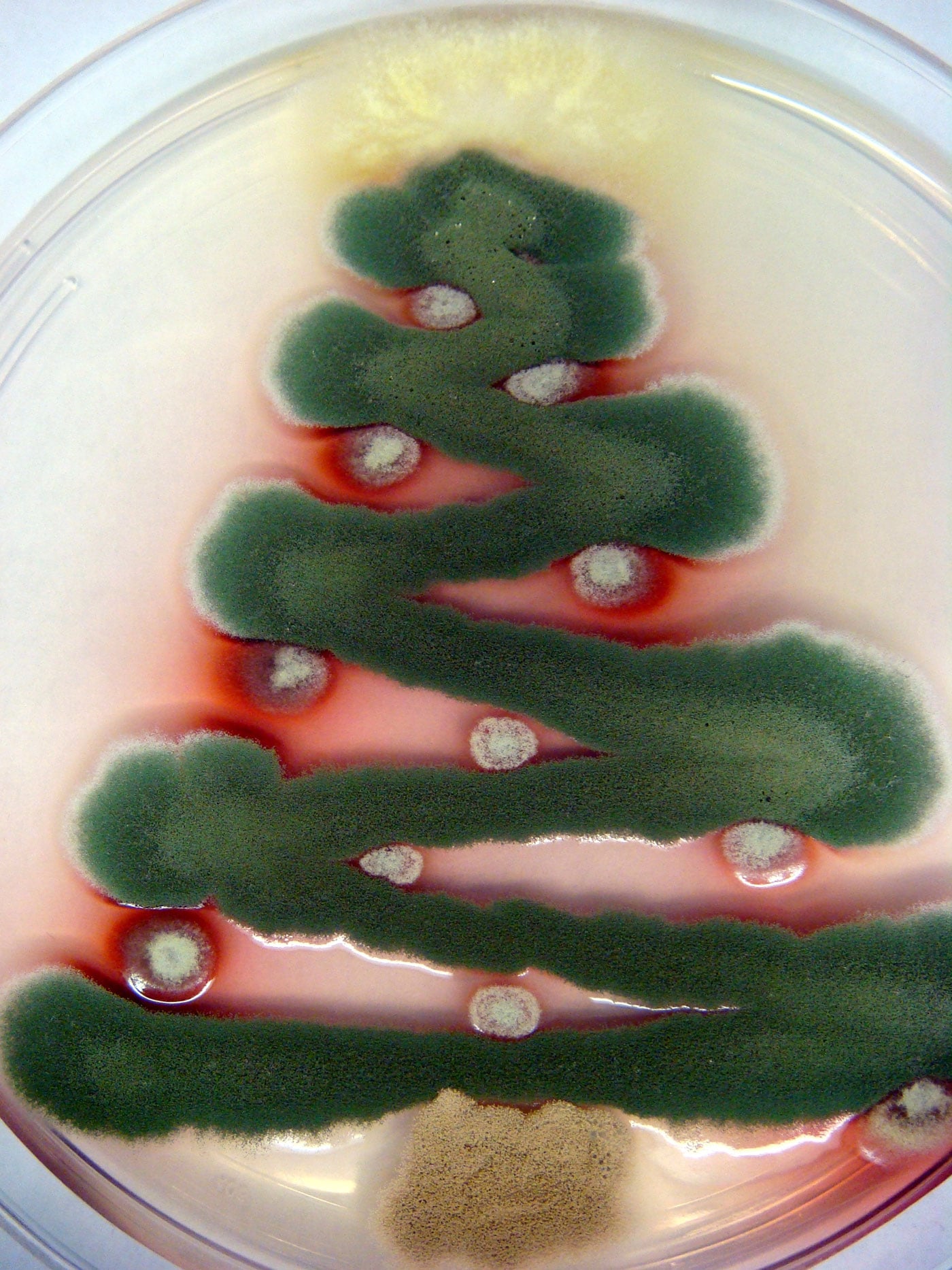 Christmas Trees Created In A Petri Dish With Festive Fungi