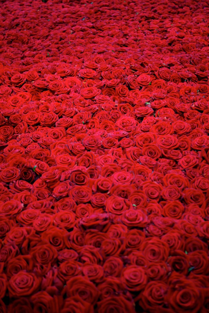The Lifespan Of 10,000 Fresh Roses In 6 Dramatic Pictures