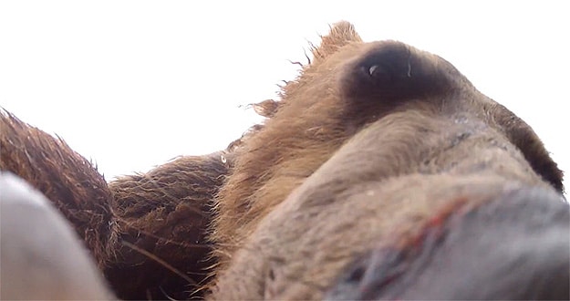 What It Would Be Like To Get Eaten By A Bear In Alaska [Video]