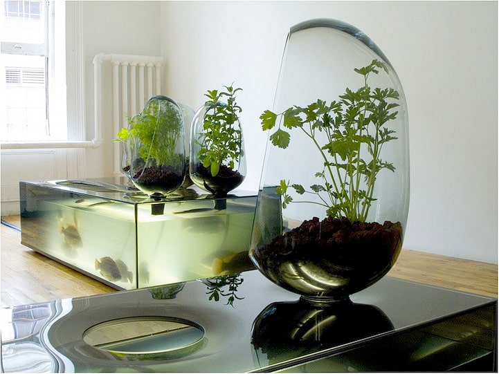 Indoor Eco-System With Freshwater Fish & Vegetable Patch Mimics Nature
