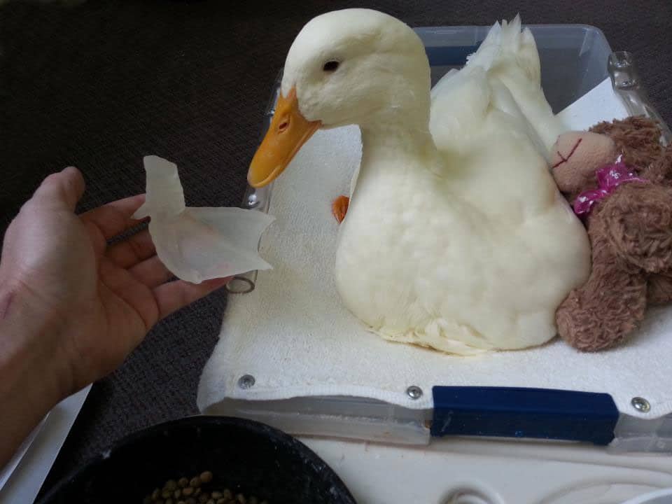 Hurt Duck Walks Again With Snazzy New 3D Printed Webbed Foot