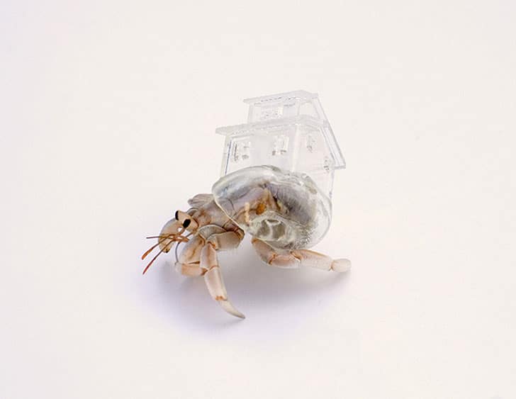3D Printed Clear Hermit Crab Shells Inspired By Famous Architecture