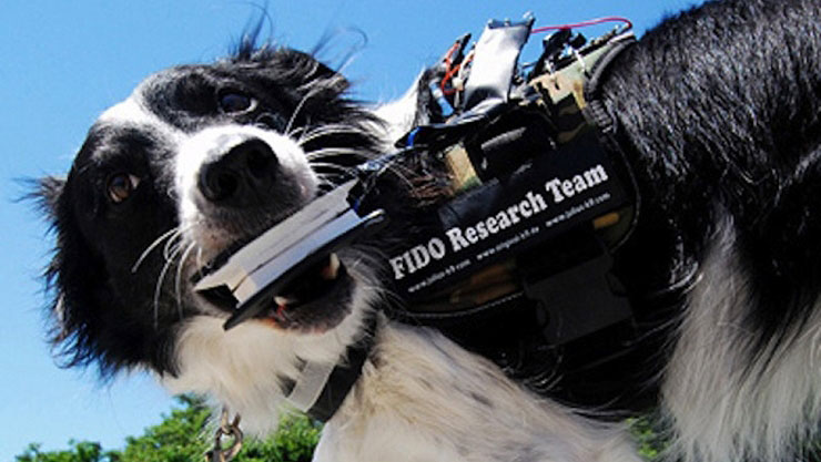 Wearable Computers For Rescue Dogs Will Help With Canine Communication