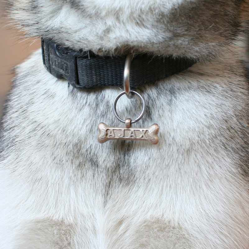 Let Your Dog Go High Tech With 3D Printed Personalized Dog Tags