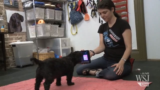How To Train Your Dog To Use An iPad [Video]