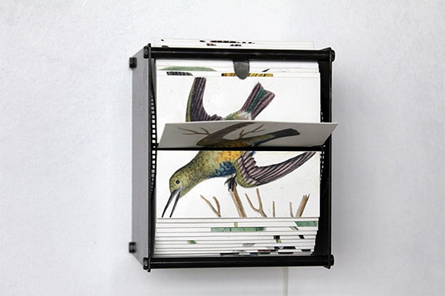 Incredible Motorized Flipbook Machines Made With Wild Bird Drawings