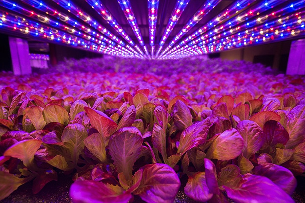 World’s Largest Indoor Vertical Farm Is Being Built In New Jersey