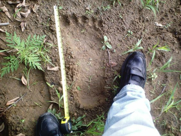 9 Reasons Why Bigfoot Still Exists