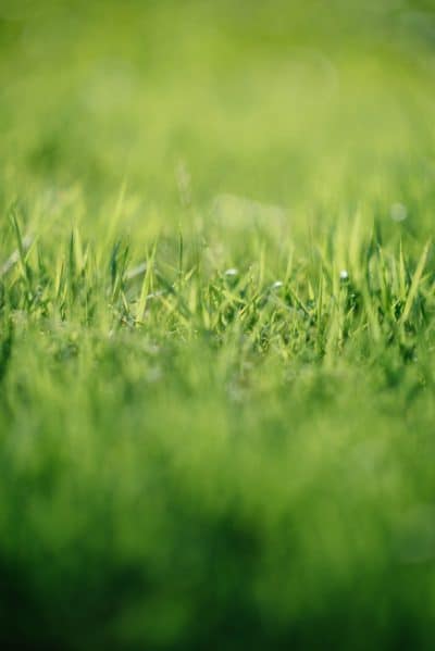 Beautiful Lawn With Right Technology Image2