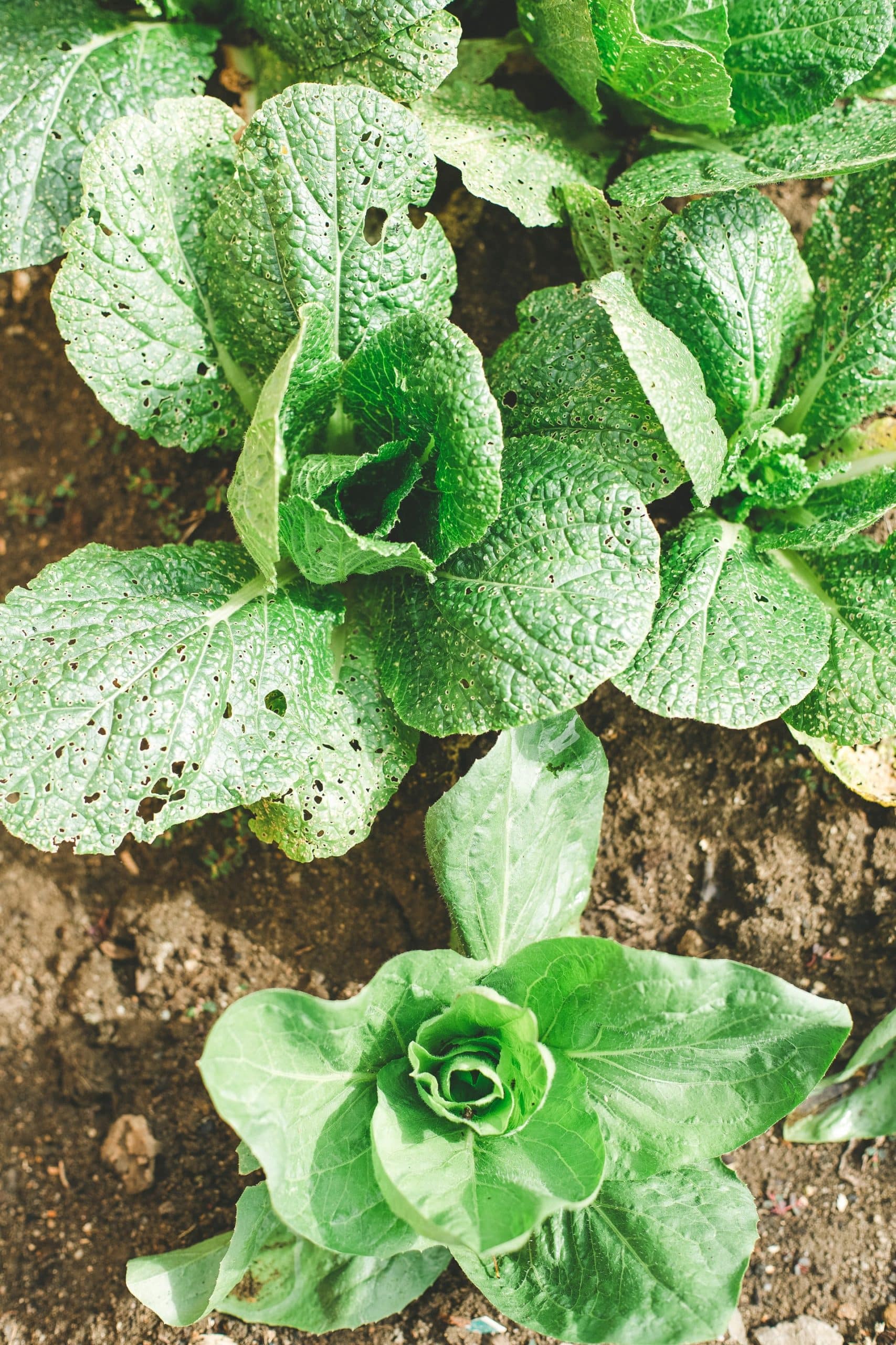 How Grown Vegetables Herbs Article Image