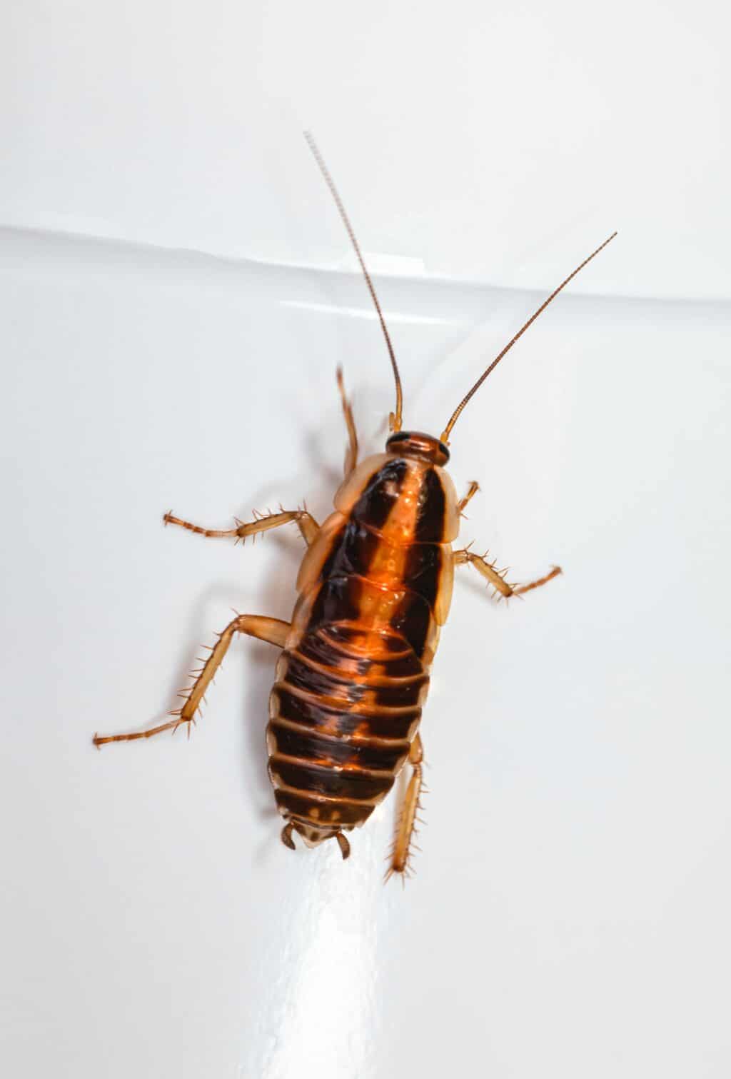  Importance Regular Pest Inspections Homeowners